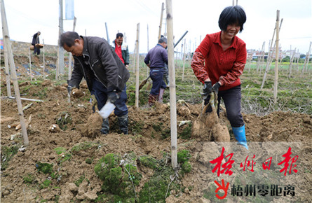 藤縣和平鎮(zhèn)新平村的貧困戶收獲粉葛 