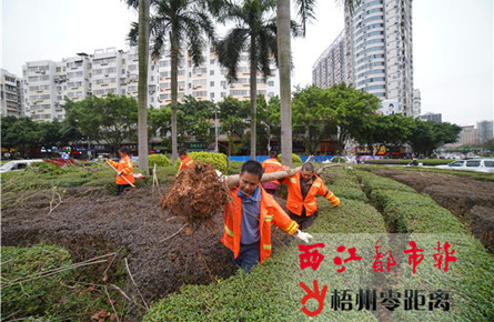 遷移綠植