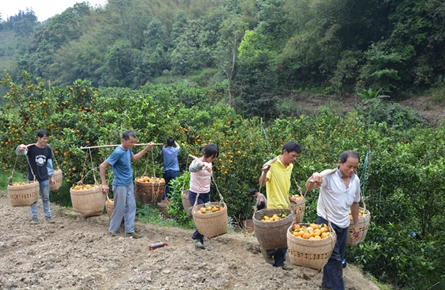 采摘茂谷柑