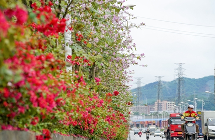 鮮花扮靚道路