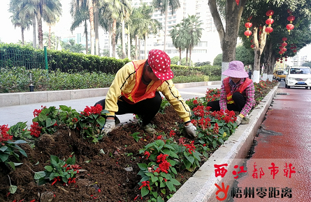 移除并補(bǔ)種時(shí)花