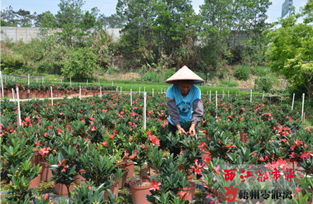 四季茶花 帶動增收