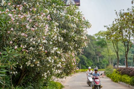 主干道上花常開