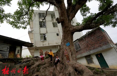 梧州這棵樹(shù)齡300多年的香椿古樹(shù)，陪伴著一代又一代人的成長(zhǎng)