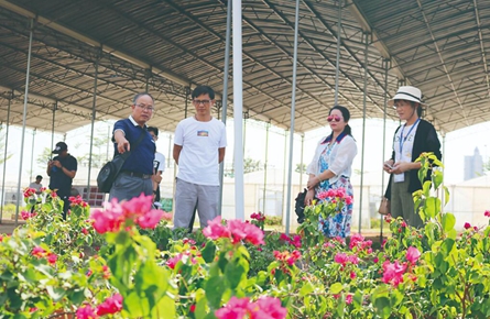 梧州市已擁有寶巾花品種約180個(gè)