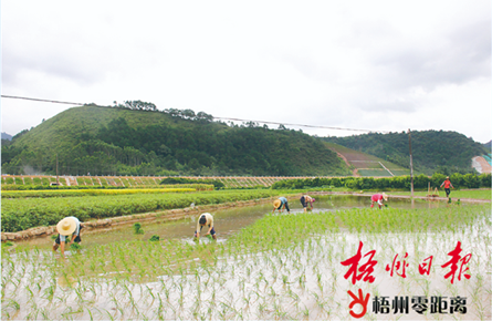 加快夏收夏種進(jìn)度