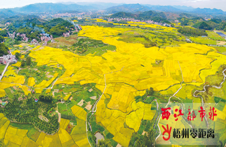 萬秀區(qū)夏郢鎮(zhèn)鎮(zhèn)安村晚稻成熟