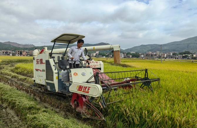 梧州市晚稻種植面積、單產(chǎn)比往年有所提高