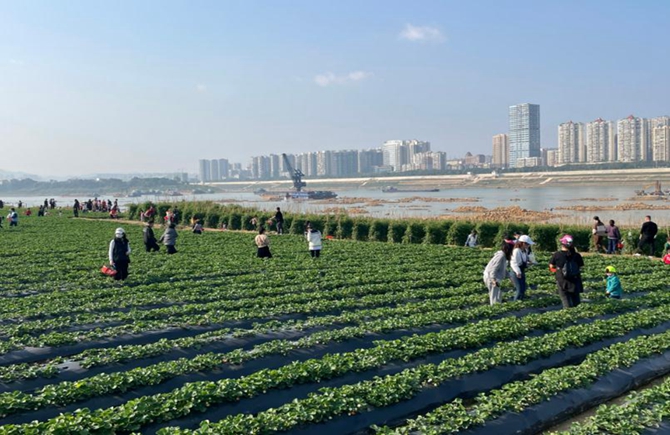 打造生態(tài)農(nóng)業(yè)體驗(yàn)公園